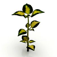 Resource-Interior-Exterior-Plant Coleus