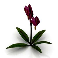 Resource-Interior-Exterior-Flower Shooting Star