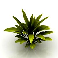 Resource-Interior-Exterior-Plant Aspidista Milky Way