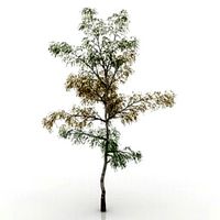 Resource-Interior-Exterior-Birch