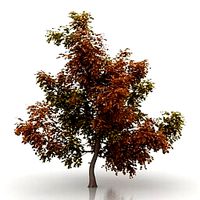 Resource-Interior-Exterior-Maple