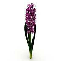 Resource-Interior-Exterior-Flower Hyacinth