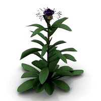 Resource-Interior-Exterior-Flower Blue Bachelor Button