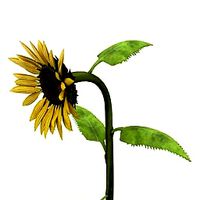 Resource-Interior-Exterior-Sunflower