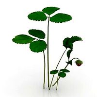 Resource-Interior-Exterior-Strawberry