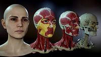 Highly detailed female head base mesh and écorché