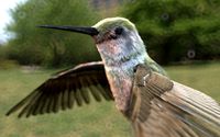 Humming Bird Hair Fur Cinema 4d Redshift