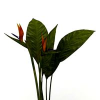 Resource-Interior-Exterior-Plant Bird of Paradise