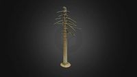Araucaria tree (photogrammetry)
