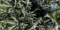 Tree_Picea-abies_winter