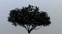 Tree Aesculus-californica 3d model 3D model