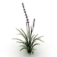 Resource-Interior-Exterior-Plant Variegated Liriope