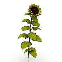 Resource-Interior-Exterior-Sunflower