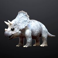 Triceratops Baby Low-poly 3D Rigged model