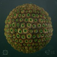 Substance Designer Coral A material .sbs file and Marmoset scene