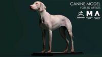 Canine Model