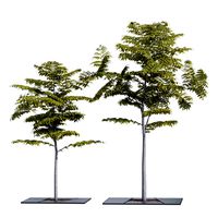Croso MOSA trees (335930)