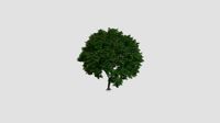 Cupaniopsis anacardioides 39 AM238 Archmodels