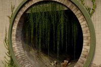 Nature Assets - Curtain Creepers