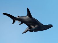 Hammerhead