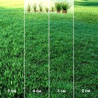 Lawn | Mowed lawn (115544)