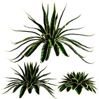 Agave Sansevieira Outdoor Plant Set 216