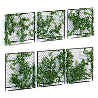 Wall ivy (25459)