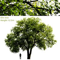 Elm-tree #1 (12.5m) (25156)