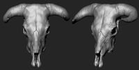 Cow Skull