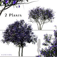 Set of Tibouchina Semidecandra plant (Glory Bush) (2 plants) ( 3Ds MAX - Blender - Cinema4D - FBX - OBJ )
