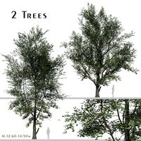 Set of Celtis Koraiensis Tree (Korean hackberry) (2 Trees) ( 3Ds MAX - Blender - Cinema4D - FBX - OBJ )