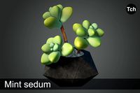 3D Mint sedum : succulent in a pot