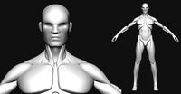 Male basemesh