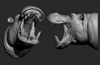 Hippopotamus head