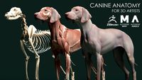 Canine Anatomy Model
