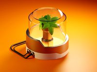 plant container