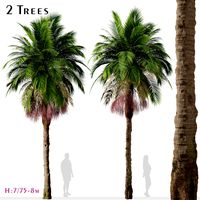 Set of Bangalow palm Tree (Archontophoenix cunninghamiana) (2 Trees) ( 3Ds MAX - Blender - Unreal Engine - Cinema4D - FBX - OBJ )