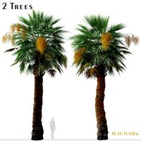 Set of Guadalupe palm Tree ( Brahea edulis ) (2 Trees) ( 3Ds MAX - Blender - Unreal Engine - Cinema4D - FBX - OBJ )