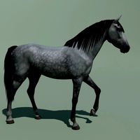 Horse animated + 10 colours