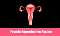 Female Reproductive System