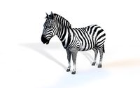 Zebra 3D Model
