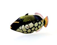 Clown Trigger fish 3D Model