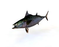 False Albacore Tuna 3D Model