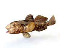 Round Goby 3D Model