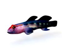 Red Head Goby - Fishkeeper 3D Model