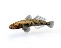 Gobiidae - River goby - Awaous banana