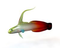 Red Fire Goby 3D Model
