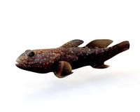 Tripletooth goby 3D Model