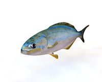 Rainbow Chub 3D Model