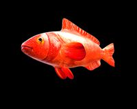 Red Grouper Fish 3D Model